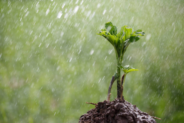 Young konjac plant with the rain Young konjac plant is planted on the soil, watering on a blurry green background, CSR concept amorphophallus paeoniifolius stock pictures, royalty-free photos & images