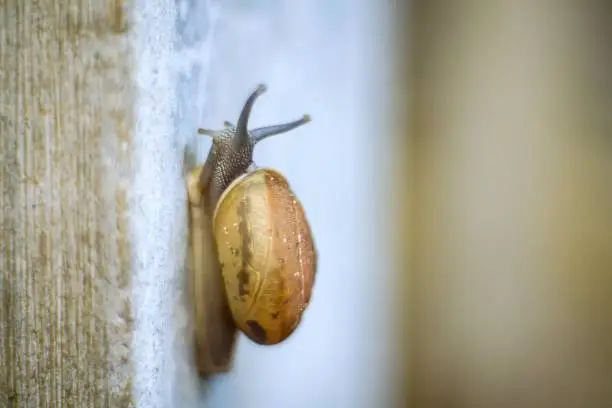 Photo of Snail on cement wall.