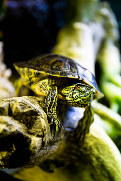 istock Red eared sea turtle in terrarium vertical photo 1332419618