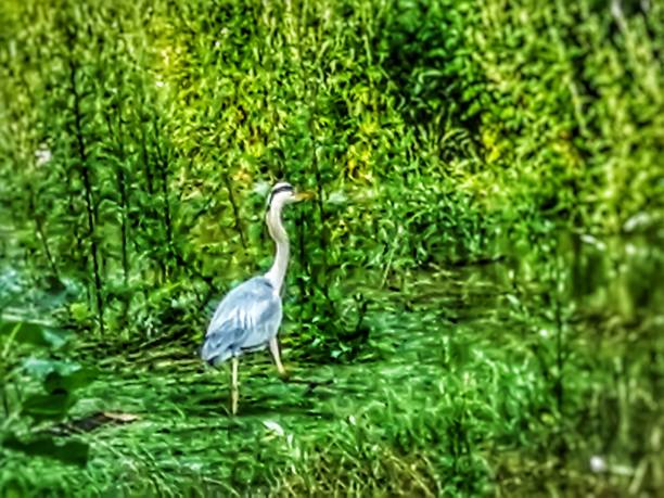 istock Herons in the green am. riverbank 1332421341