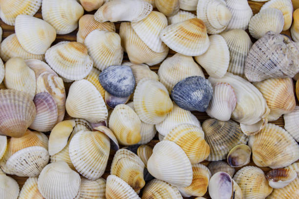 istock Background of the sea shells. Summer vacation concept 1332422111