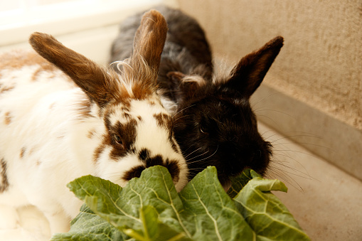 A picture of two rabbits in a domestic setting.