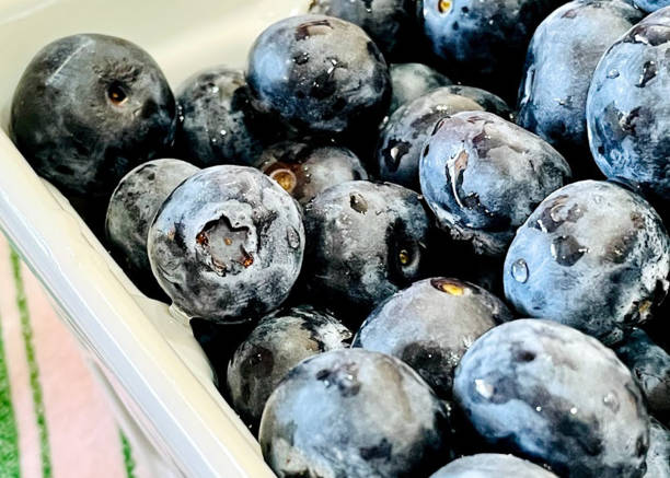 istock Freshly picked blueberries - stock photo 1332423032