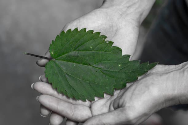 Unrecognizable woman holding common nettle (Urtica dioica) leaf in her hands. Female hands with common nettle (Urtica dioica) leaf . Black and white. Selective green color.