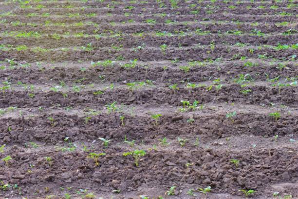 istock View of tomatoes plant field background 1332426608