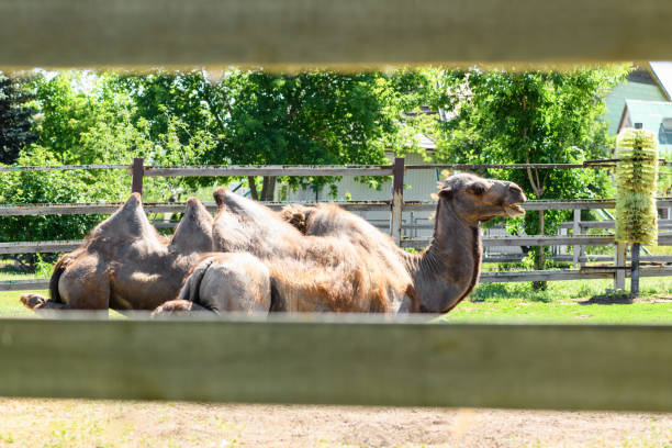 istock Camel in the zoo in the paddock 1332426859