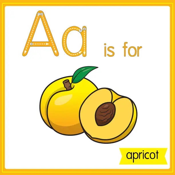 Vector illustration of Vector illustration for learning the alphabet For children with cartoon images. Letter A is for apricot.