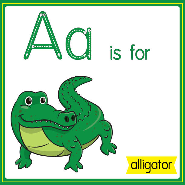 Vector illustration for learning the alphabet For children with cartoon images. Letter A is for alligator. Vector illustration for learning to write letters English with cartoons for children Uppercase and lowercase, stroke, write, do, stickers, cut and paste, learning pages for kids. large letter a stock illustrations