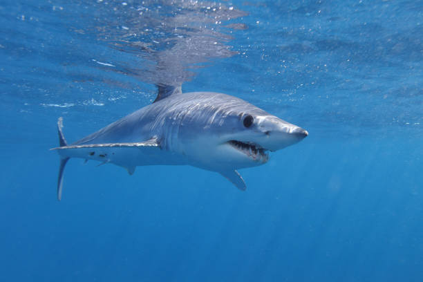 isurus oxyrinchus, tiburón mako de aleta corta, observado en cape point, sudáfrica - cape point fotografías e imágenes de stock