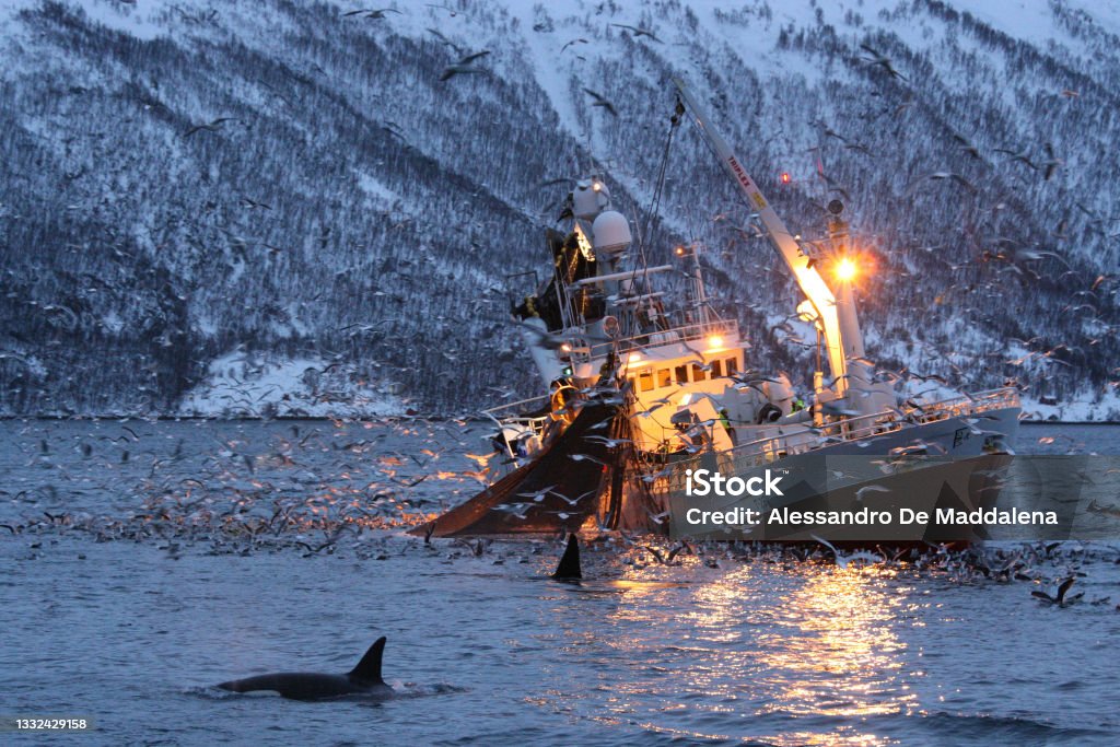 orcas or killer whales, Orcinus orca, feeding on herrings near fishing boat in Kaldfjord, Tromso, Norway Orca Stock Photo