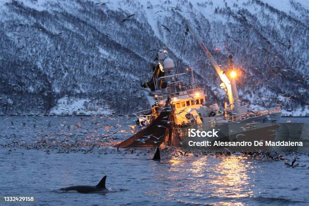 Orcas Or Killer Whales Orcinus Orca Feeding On Herrings Near Fishing Boat In Kaldfjord Tromso Norway Stock Photo - Download Image Now