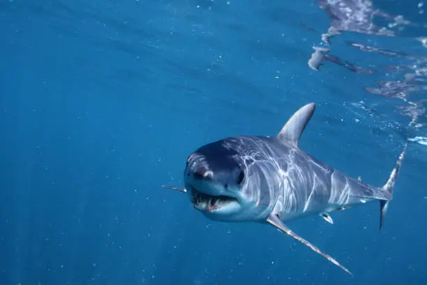 shortfin mako shark, Isurus oxyrinchus, observed off Cape Point, South Africa