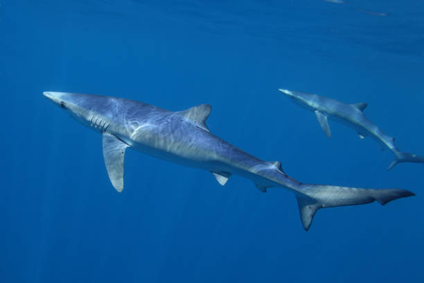 blue sharks, Prionace glauca, observed off Cape Point, South Africa stock photo