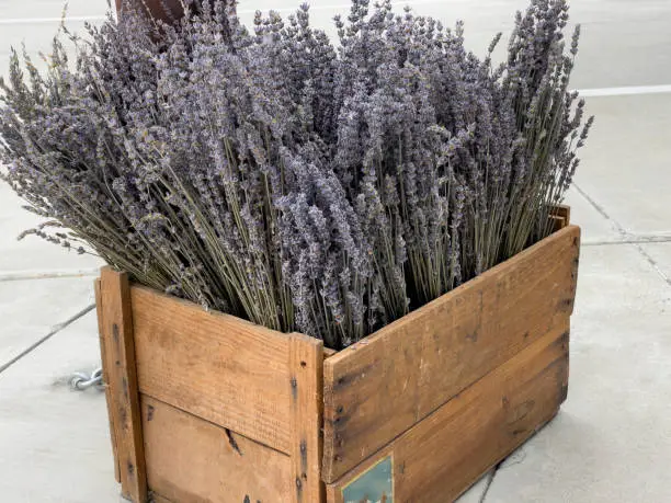 Old rustic wood box filled with dried lavender stalks