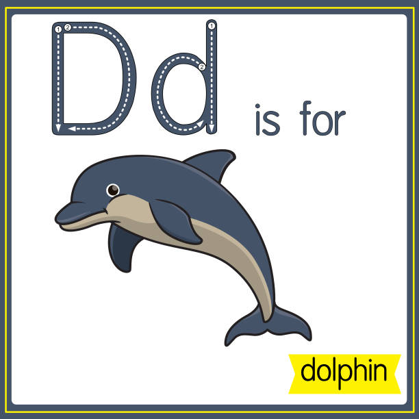30+ Flashcard Letter D Is For Dolphin Stock Illustrations, Royalty-Free ...