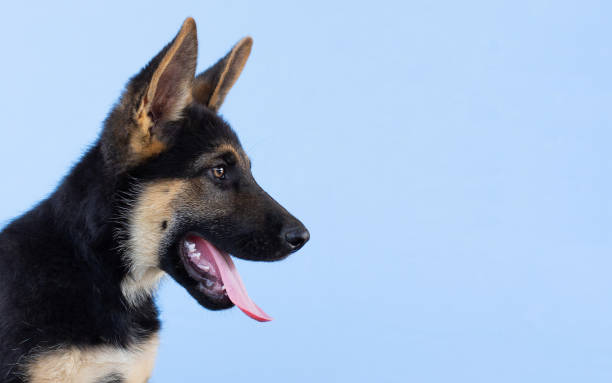 perro pastor alemán cachorro azul claro fondo aislado. - german shepherd audio fotografías e imágenes de stock