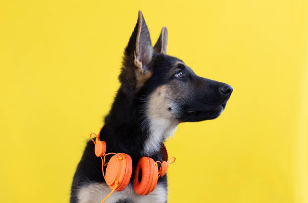 un lindo cachorro de pastor alemán con auriculares aislados sobre fondo amarillo - german shepherd audio fotografías e imágenes de stock