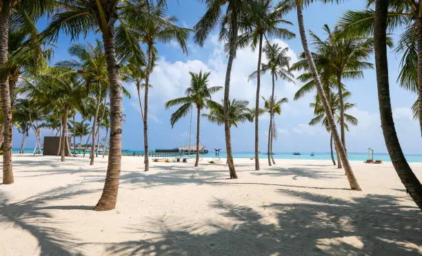 The view of coconut trees lined up on a white sand beach, with an exotic sea background.