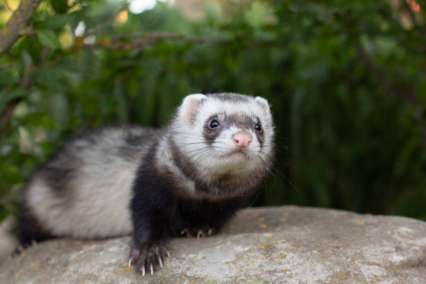istock Ferret playing on big stone in garden 1332432285
