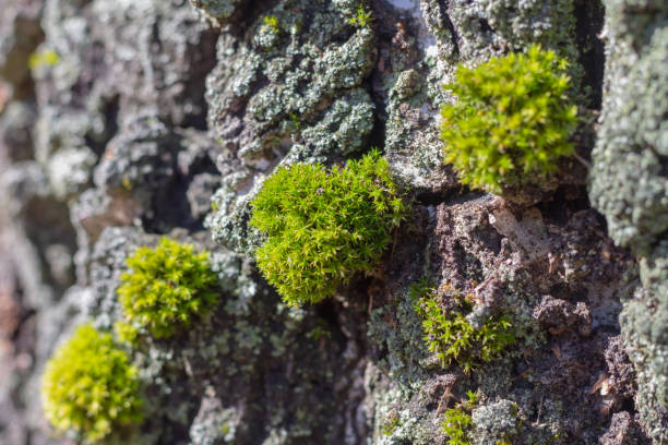 Green moss on the bark of a birch tree of white, gray, black colors with a beautiful relief texture stock photo