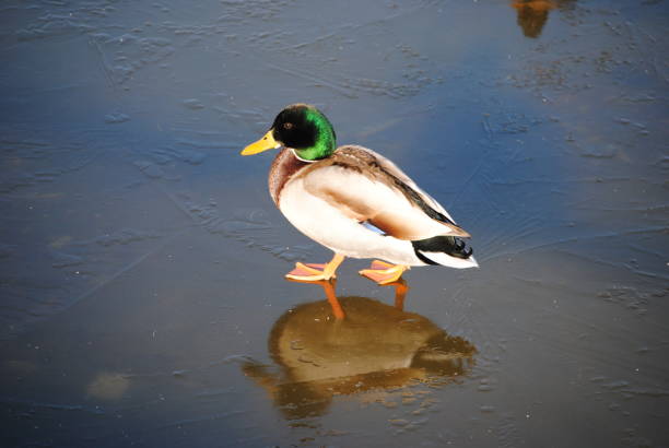 istock duck on ice water in lake 1332435908