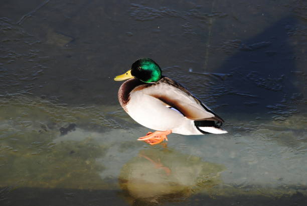 istock duck on ice water in lake 1332435915
