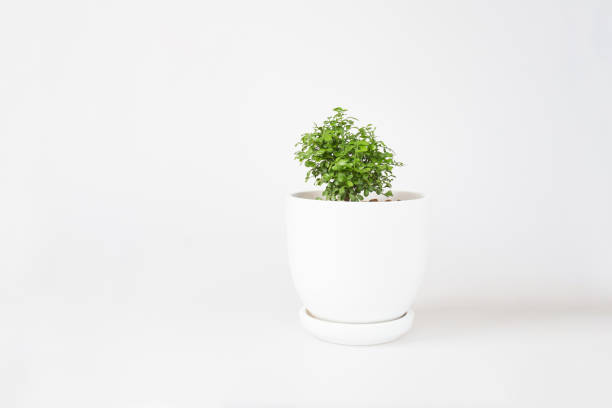 istock Miniature plants on white background. Small tree in white pot, Garden in tray. 1332436596