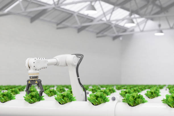 Automatic Agricultural Technology With Robotic Arm Harvesting Lettuce In Hydroponic Farm