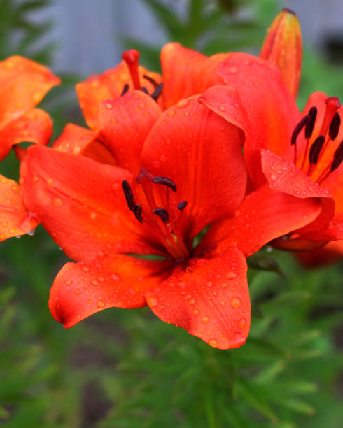 Lily flowers, Lily flowers with raindrops close-up view Lily flowers, Lily flowers with raindrops close-up view. Lilies in a garden white stargazer stock pictures, royalty-free photos & images