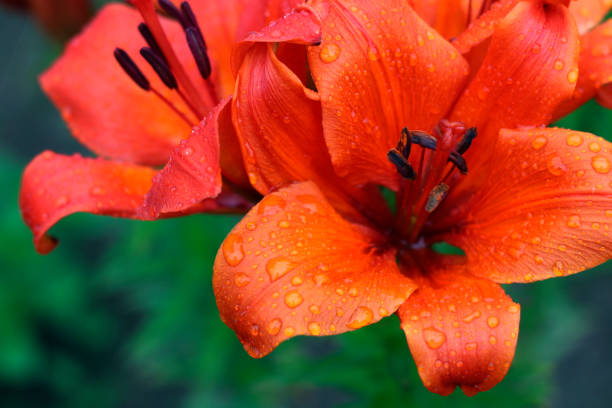 Lily flowers, Lily flowers with raindrops close-up view Lily flowers, Lily flowers with raindrops close-up view. Lilies in a garden white stargazer stock pictures, royalty-free photos & images
