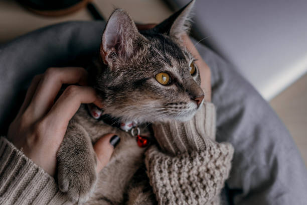 istock Woman playing with cat on desk 1332437619
