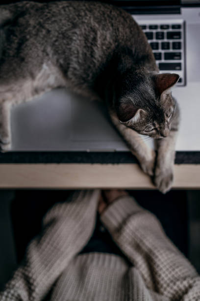 istock Cat lying on laptop computer on desk with people 1332437630