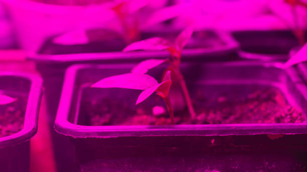 istock Growing seedlings, additional illumination with red phytolamp to accelerate plant growth 1332437753
