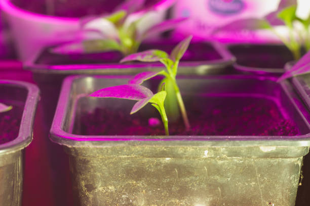 istock Growing seedlings, additional illumination with red phytolamp to accelerate plant growth 1332437759