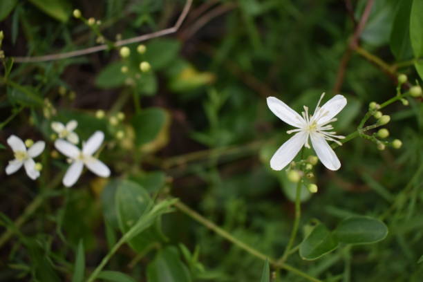 istock White flower in the forest 1332438682