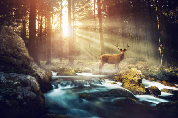 Deer in the morning light in the forest