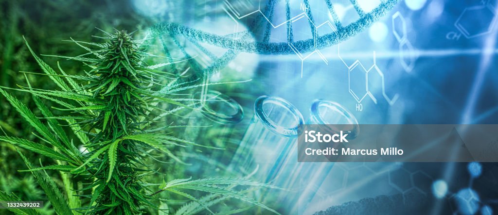 Cannabis medicine research Cannabis Plant Stock Photo