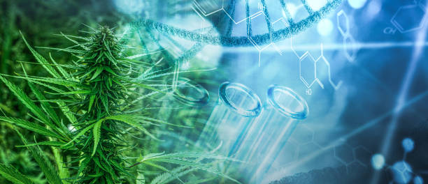 Cannabis medicine research stock photo