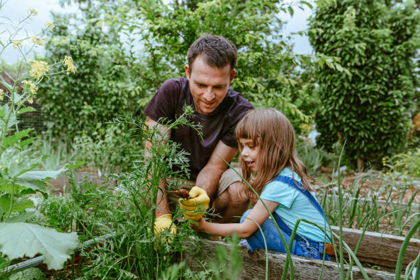 hombre joven con pequeña jardinería niña de 5 años - baby carrot fotografías e imágenes de stock
