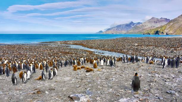 огромная колония королевских пингвинов на острове южная георгия. - 12 18 months стоковые фото и изображения