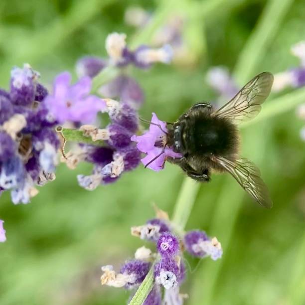 istock Bumblebee collects pollen 1332441963