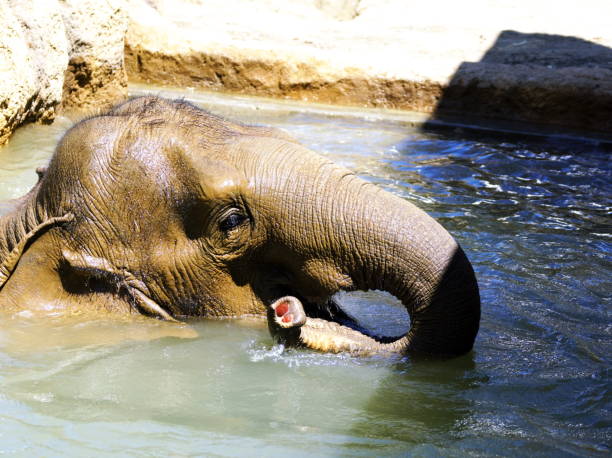 istock Asian elephant after a meal 1332442962
