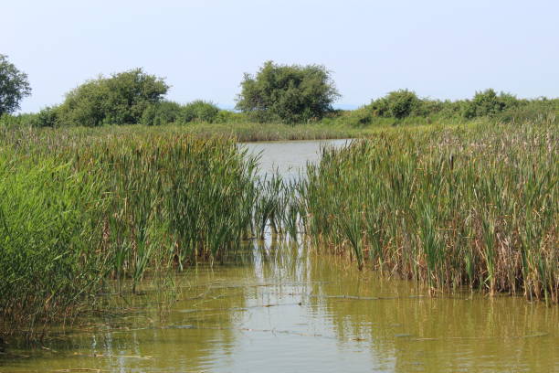 istock George C. Reifel Migratory Bird Sanctuary 1332444063