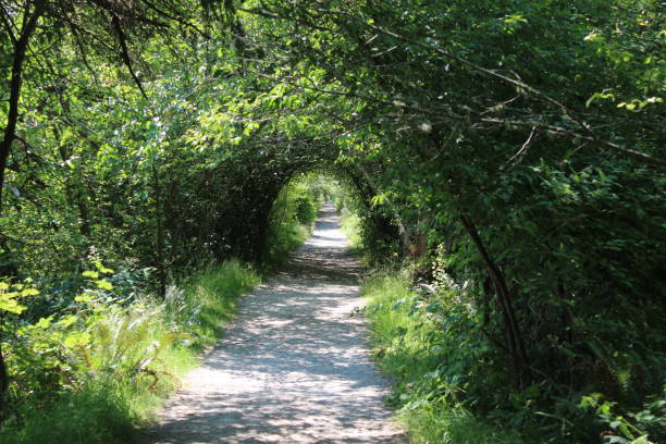 istock George C. Reifel Migratory Bird Sanctuary 1332444073