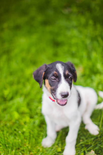 istock Happy puppy on the lawn 1332445099