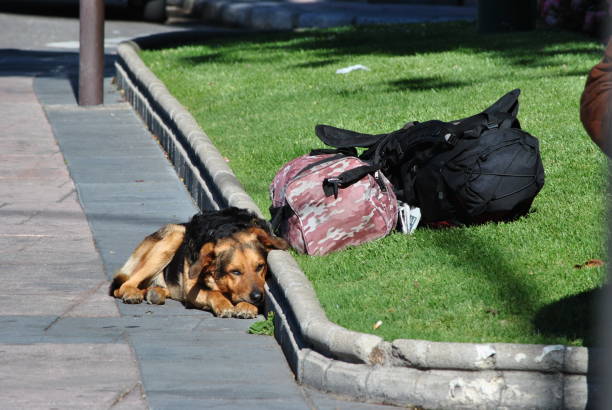 istock Street dogs 1332445422