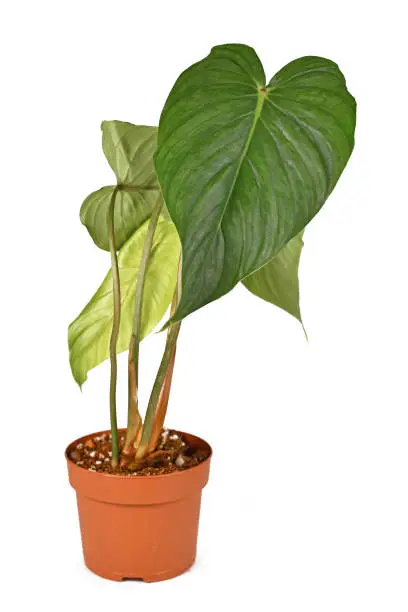 Photo of Tropical 'Philodendron Pastazanum x Sodiroi Aff' hybrid houseplant