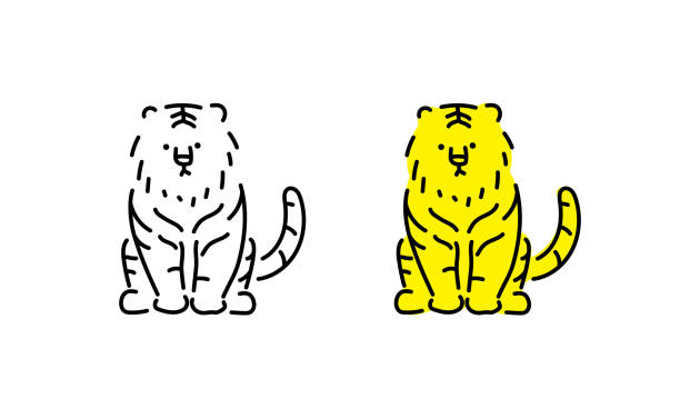 ilustrações, clipart, desenhos animados e ícones de um conjunto de ilustrações de um tigre. - white background yellow close up front view