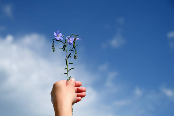 Flax flowers in hand on blue sky background