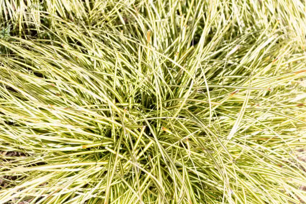 Green grass texture. Grass background. Herbage plant. Flora and vegetation.